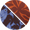 Sienna and Dune